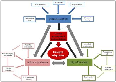 Introgression of Physiological Traits for a Comprehensive Improvement of Drought Adaptation in Crop Plants